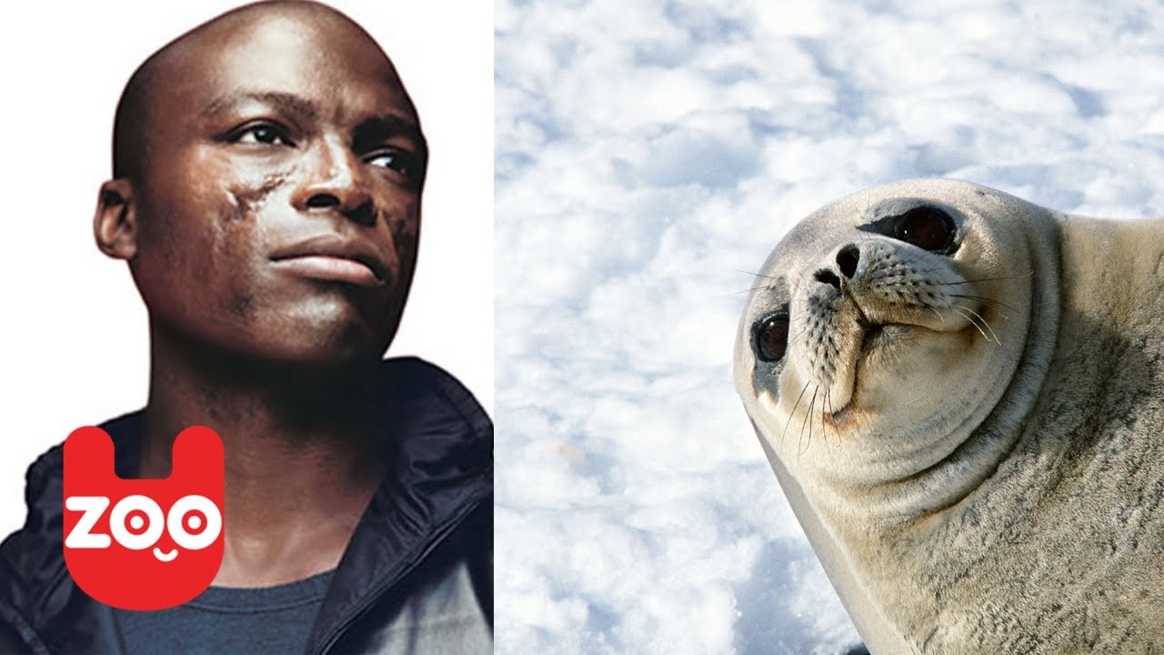 celebrity look alikes animals