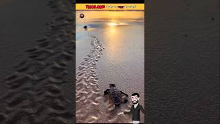 Hidden Truth About Turtles in Thailand: A Must-Watch! #shorts #youtubeshorts #facts #factsinhindi