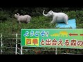 【散策】金沢動物園　プチ散策 の動画、YouTube動画。