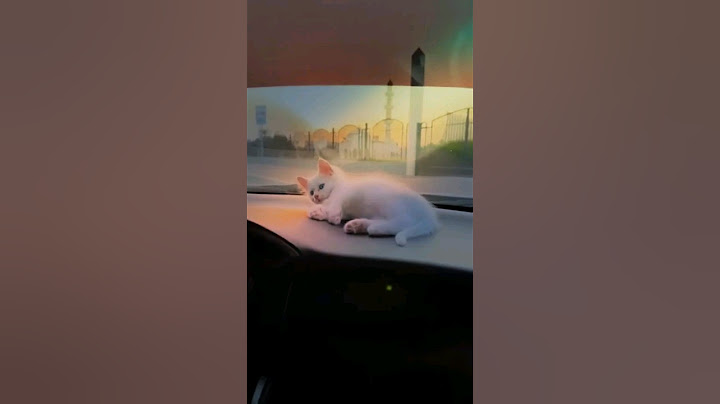 Ничего милее вы сегодня точно не увидите