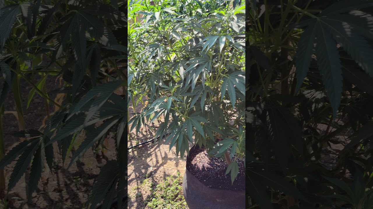 NorCal Outdoor Grow 2021