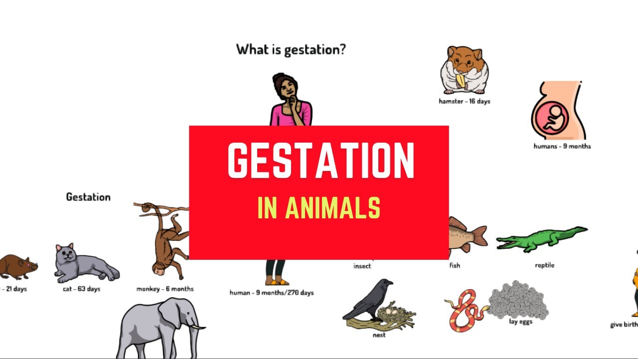 Can all animals get pregnant? 🤰 YouTube