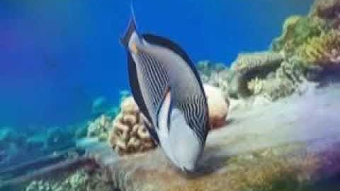 سورة الكهف الشيخ مصطفى اللاهوني ماشاء الله صوت رائع