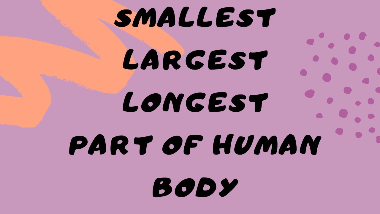 Human body part smallest, largest and longest part of human body