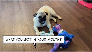 Pugs  Licking  Annoying Toys