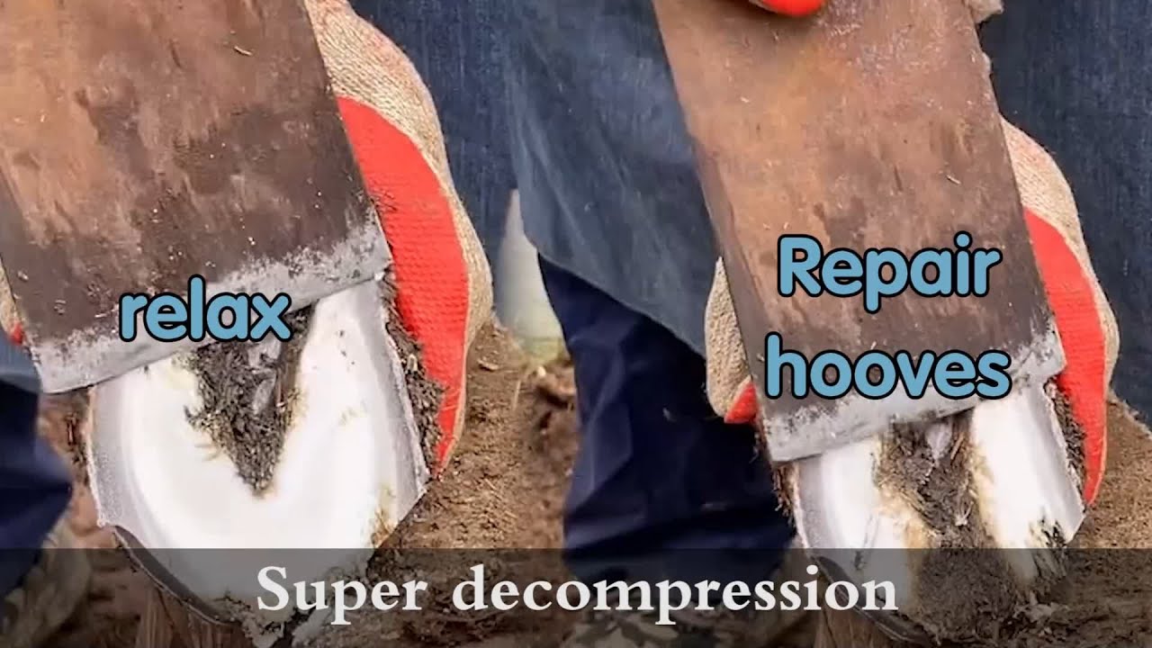 Before and after donkey hoof repair and donkey hoof cleaning YouTube