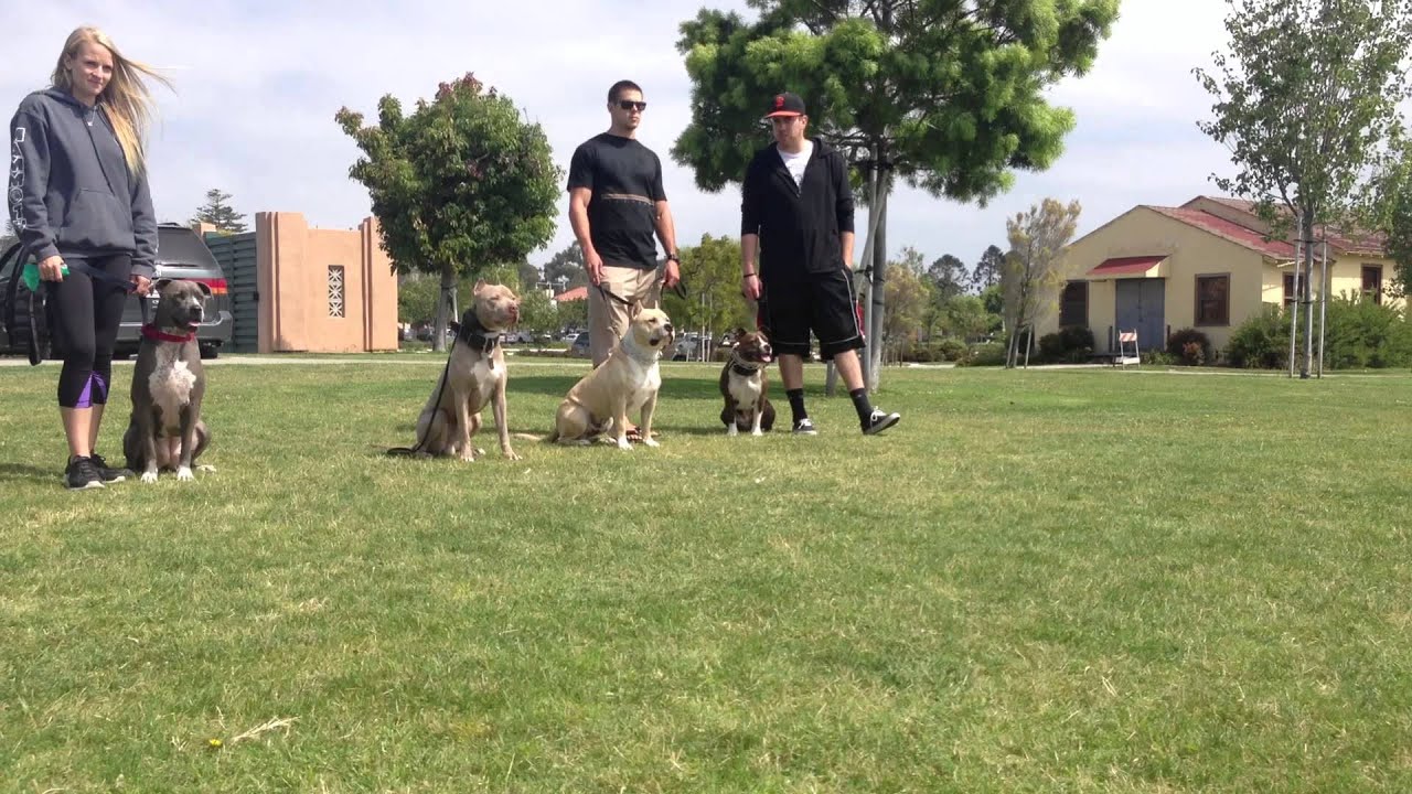 Pit Bull Training Los Angeles & San Diego | Sandlot K9 Services - YouTube