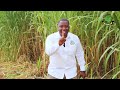Majani Ya Juncao Kutoka SUA Suluhisho La Malisho Kwa Wafugaji 
