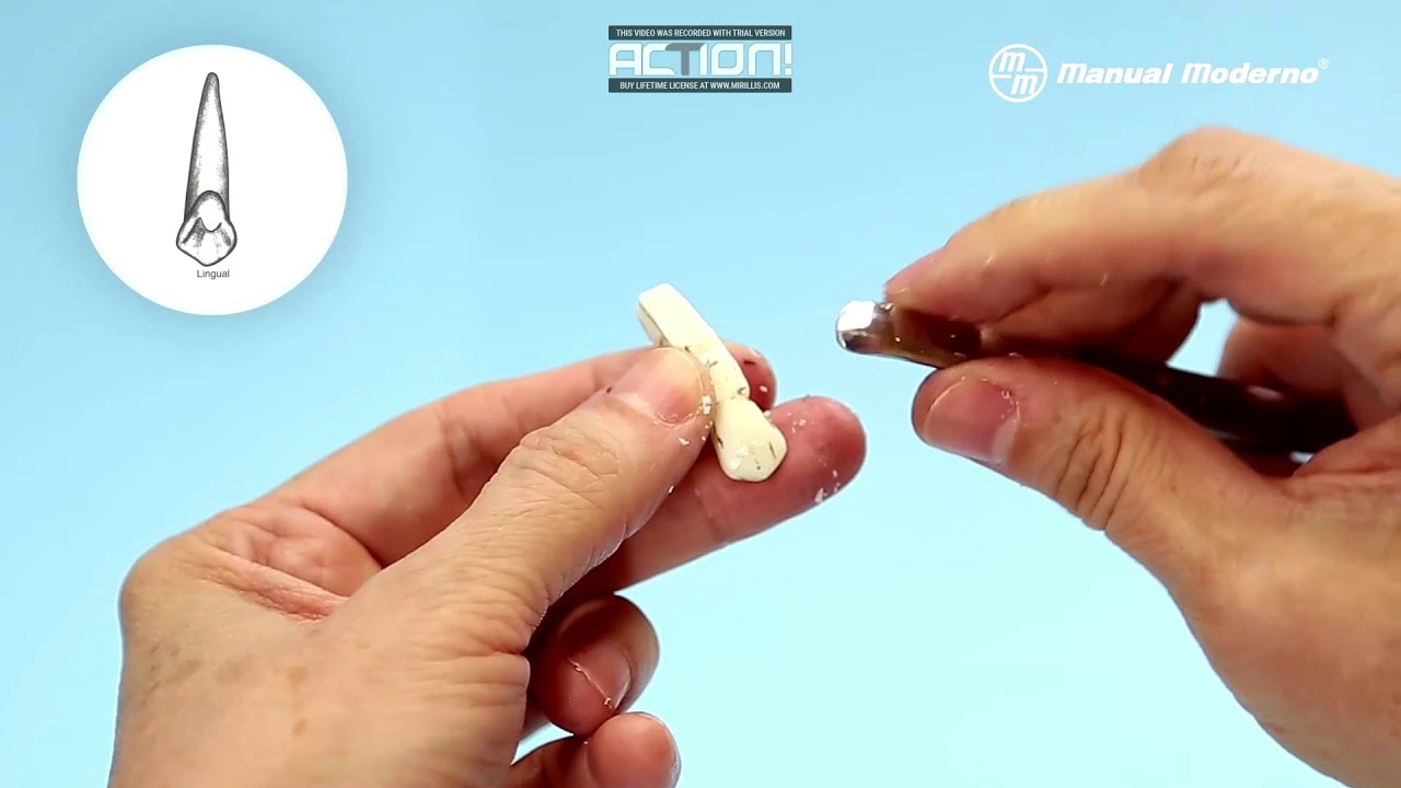 Canino Superior Derecho tallado en cera