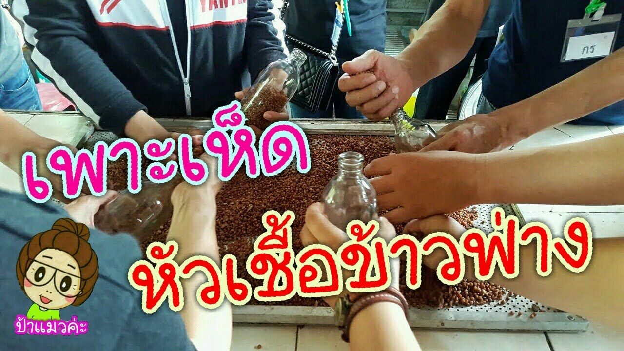 อบรมการเพาะเห็ด โครงการลูกพระดาบส หัวเชื้อข้าวฟ่าง