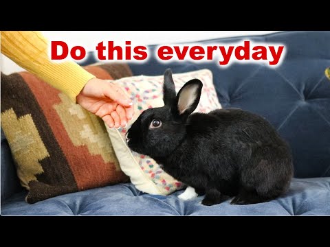 7 Ways To Make Your Rabbit Live Longer