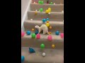 Ferret Excitedly Chases Balls Thrown Down the Stairs by Owner - 1135541