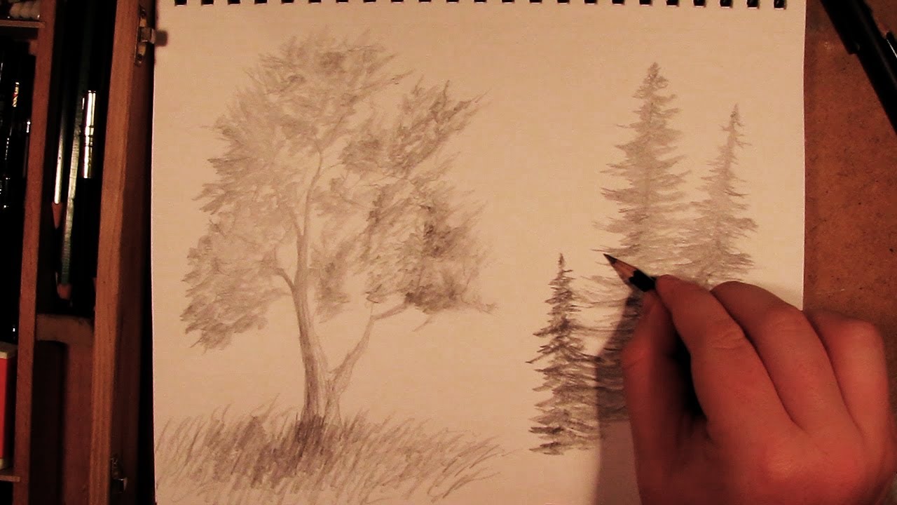 How to Draw a Tree - YouTube