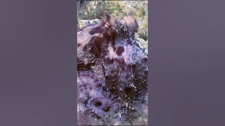 Octopus: The Master of Disguise