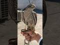 Sparrowhawk Choz Basha Birds Eagles Animals Wildlife Falconry Hawk