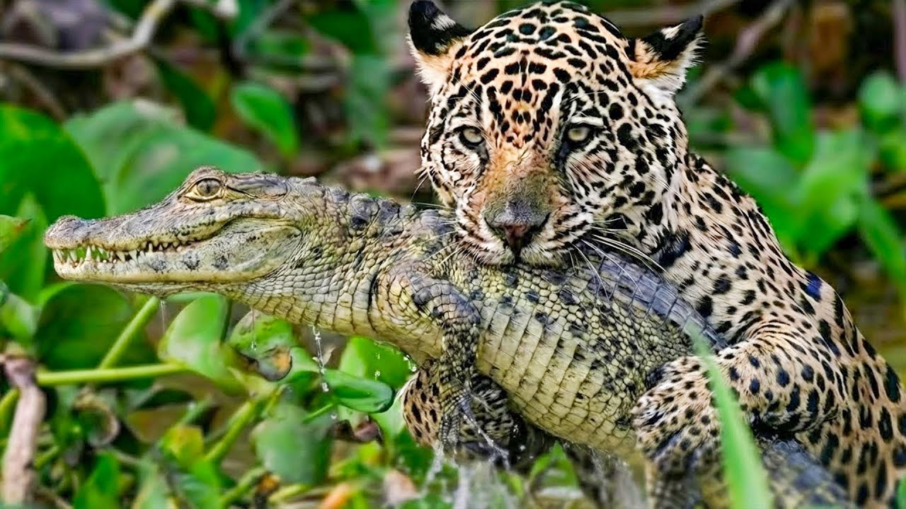 Wild Life Amazon Jungle – Survival in a World Full of Predators