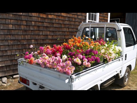 Visiting one of the largest and most eclectic flower farms in New England