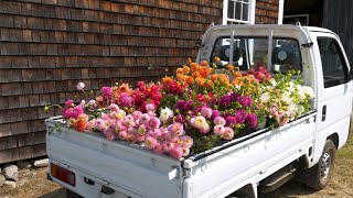 Visiting one of the largest and most eclectic flower farms in New England