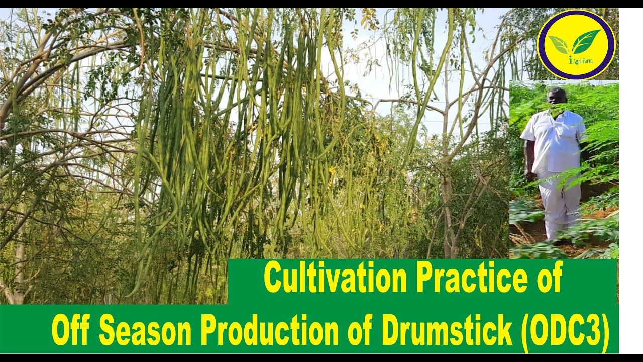 Off Season Production of Drumstick / Moringa ODC3 Cultivation Practice at Indian Agri Farm