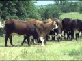 American Brahman Breeders Association Promo Video