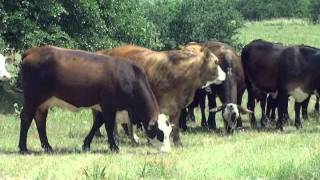 American Brahman Breeders Association Promo Video