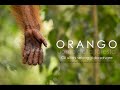 ORANGO (Sumatra) - Orangutan Documentary