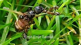 Enjit-Enjit Semut
