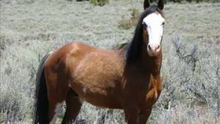 Wild Horses  ~~~  Waylon Jennings..Wild Ones chords