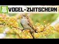 Vogelgezwitscher zum Entspannen - 90 Min Deutsche Vögel im Garten am Morgen