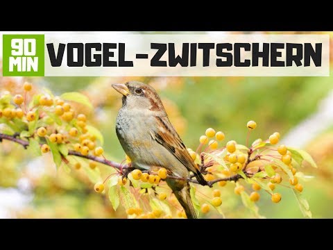 Video: Welche Vögel mögen Nyjer-Samen?