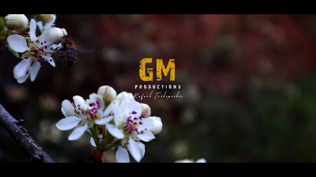 Forest in a macro World