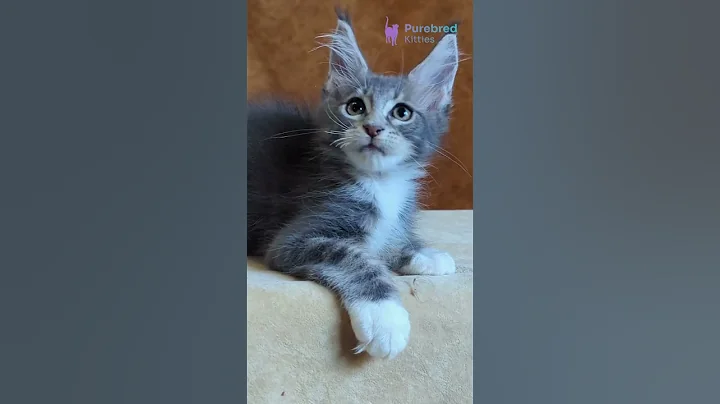 Watch the video about Meet Alvaro