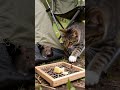 Tabby cat stares at a mouse eating cheese! #cute #cat #catlife # #mousemurah #cute #catlife🐱🐹🐱🐹
