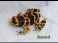 Poison dart frog room 102012