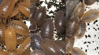 I Kept 3 Types of Isopod Together for 3 Years, and This Happened!