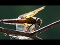 Suloinen sudenkorento syö hyttysiä - Nopea ilma-akrobaatti