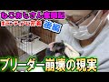 【サンシャイン池崎】ブリーダー崩壊に直面！猫おじさん奮闘記（後編）