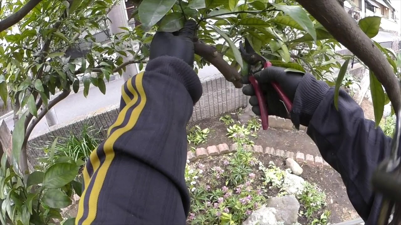 草むしり 夏みかんの剪定をやってみた Youtube