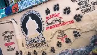 SOCKS at the Graffiti Bridge by Save Our Cats and Kittens Shelter 8 views 5 years ago 10 seconds
