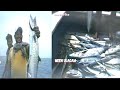 Longline fishing videos//amazing fishing videos//catching tuna,kingfish and dolphins fishes