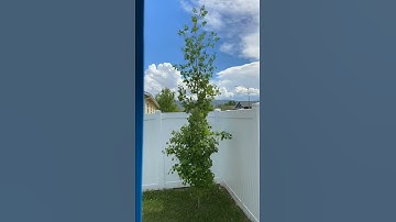 Time lapse aspen in the breeze