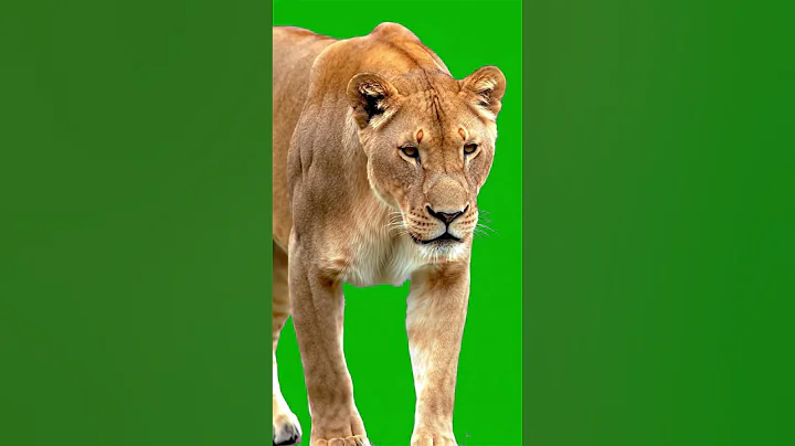 Lioness walking Green Screen Effect #animals #lion #greenscreen #chromakey #vfx #king