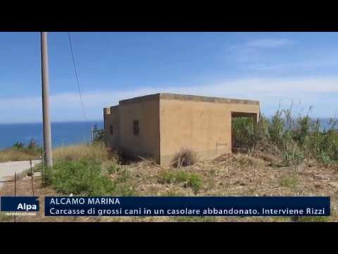 Alcamo Marina, carcasse di grossi cani in un casolare abbandonato. segnalazione di Rizzi