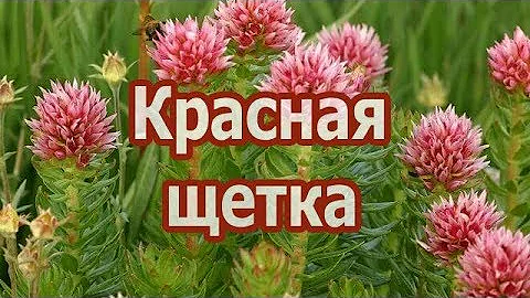 Что лечит трава красная щетка? Полезные свойства, противопоказания, рецепт настойки и отвара.