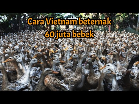 Video: Jenis bebek di Rusia. Jenis bebek liar (foto)