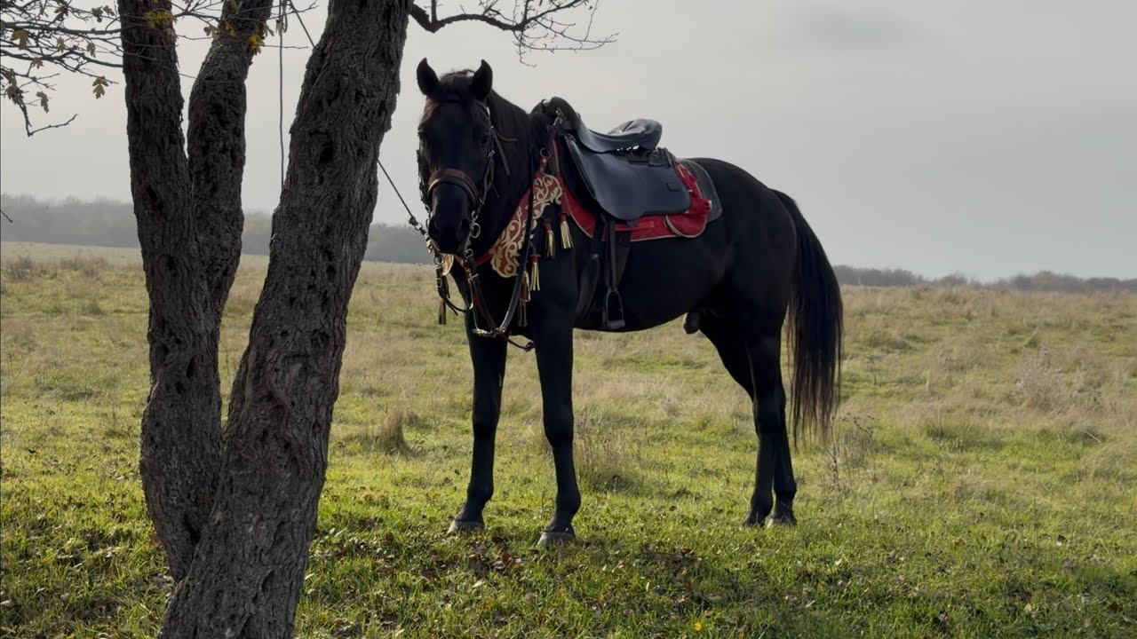 Рынок лошадей Чечня 21.12.25г Урус Мартан