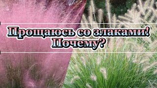 ПРОЩАЮСЬ С ДЕКОРАТИВНЫМИ ЗЛАКАМИ! С какими? Почему?