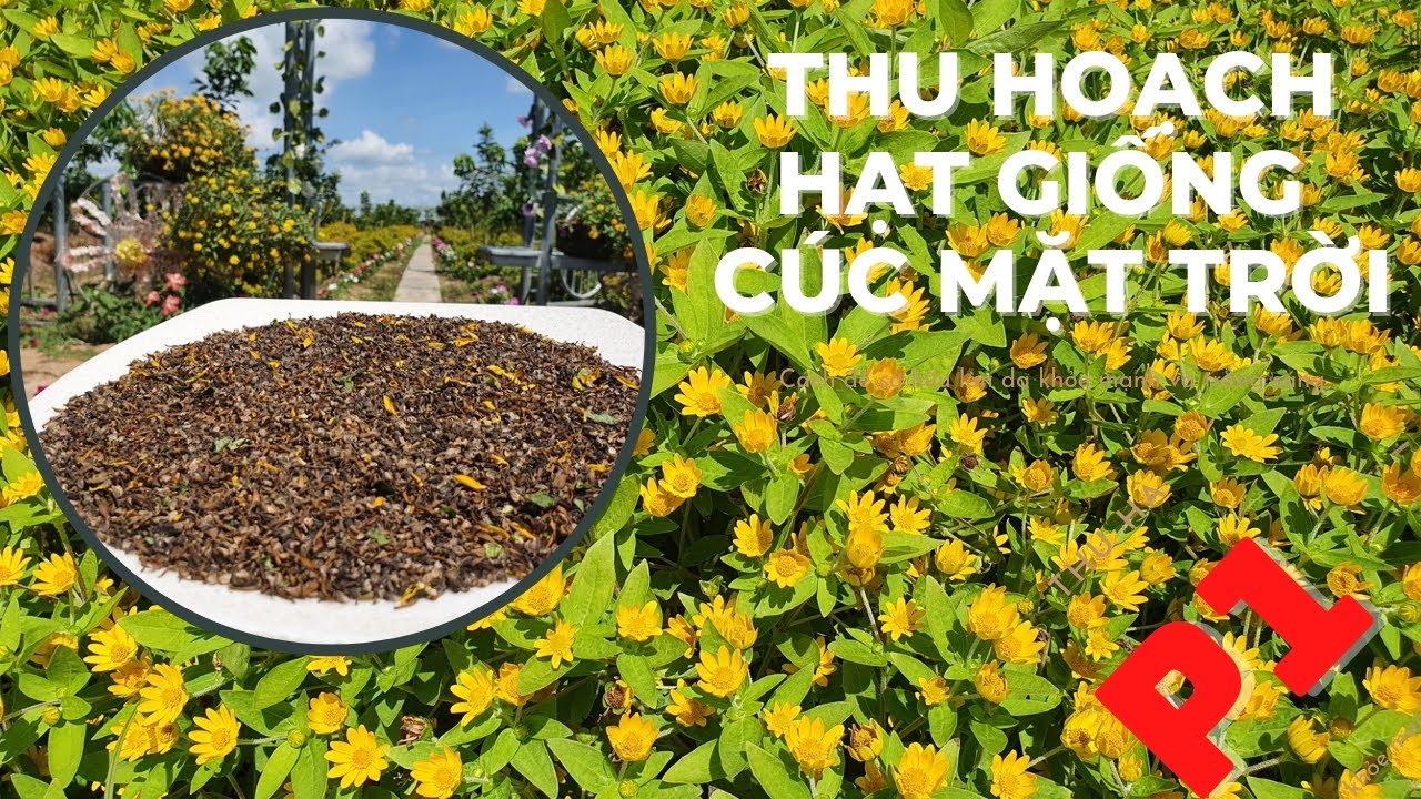 Thu hoạch hạt giống cúc mặt trời p1@dautay-giongcayanqua7376