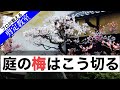 梅の剪定【庭】剪定の時期と方法、徒長枝や忌枝を残すときがあるんです。尾形光琳「紅白梅図」プロが教える剪定教室（クロダシャチョー）