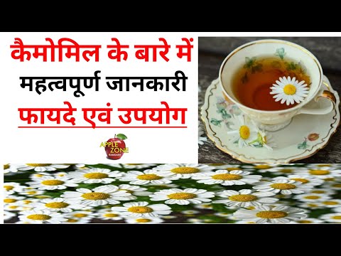 chamomile benefit | chamomile plant growing | chamomile plant from seed | कैमोमाइल के फायदे #herbs